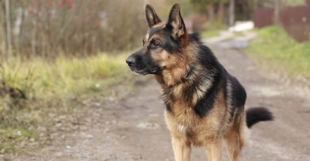 Schäferhund