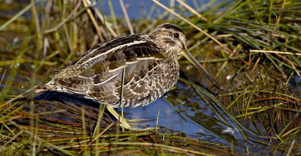 Vogelporträt auf dem Boden sitzend