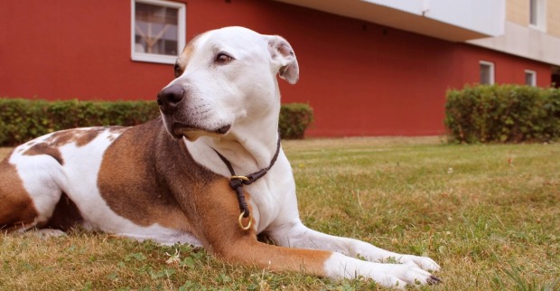 American Staffordshire Terrier liegt auf Grasfläche