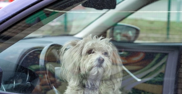 Kleiner Hund in einem versperrten Auto