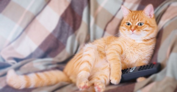 Eine Katze liegt auf der Couch und schaut TV.