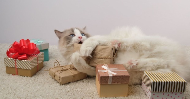 Katze mit vielen Geschenken | Credit: iStock.com/Oksana Vainrub