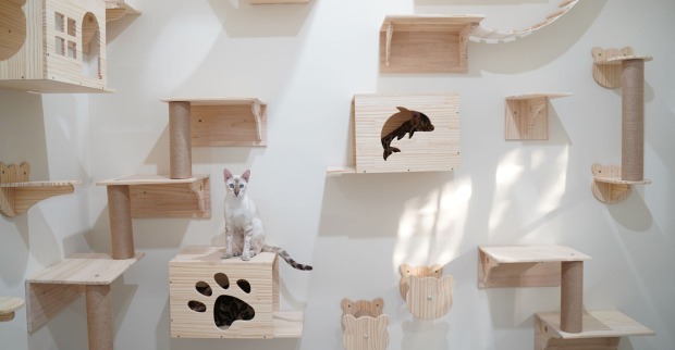 Katze auf einer Kletterwand | Credit: iStock.com/holydude