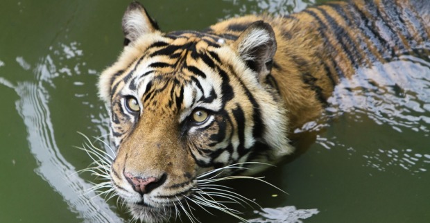 Tiger in Gewässer