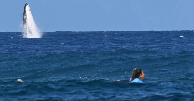 Wal und Surferin im Ozean