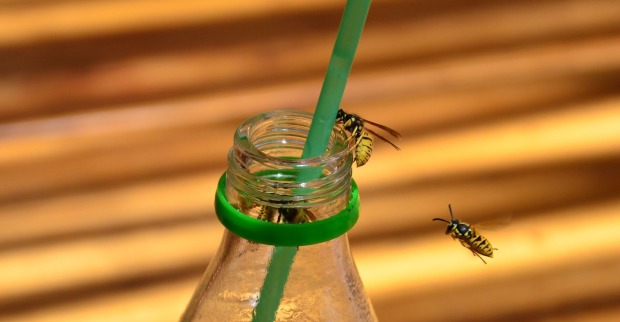 Wespen fliegen in eine Flasche.