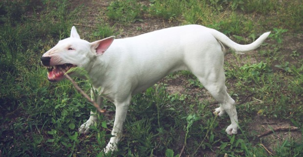 Weißer englischer Bullterrier bellt aggressiv