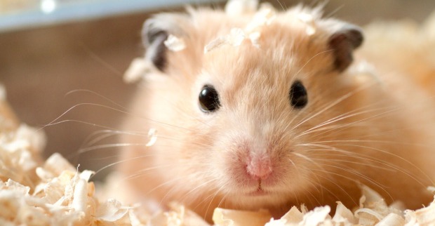Hamster im Heu | Credit: iStock.com/TETU