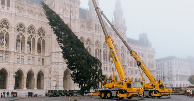Kran richtet Baum vor dem Wiener Rathaus auf