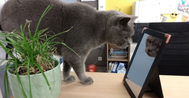 Katze Corona schaut in den Spiegel | Credit: Lilli Platzer