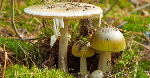 Drei Knollenblätterpilze stehen in einem Wald.
