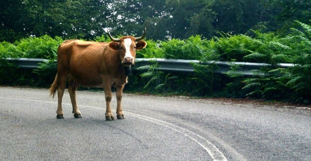 Eine braune Kuh steht mitten auf der Straße.