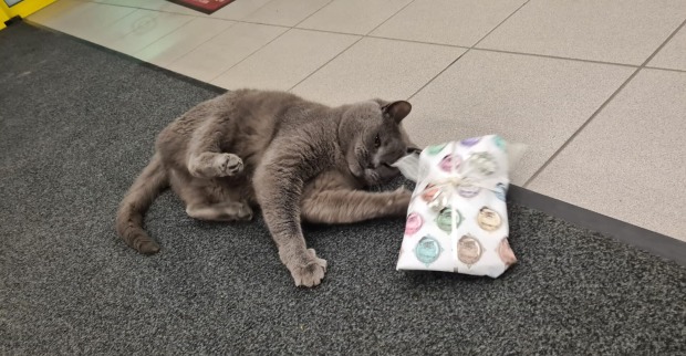 Katze Corona spielt mit Weihnachtsgeschenk | Credit: Lilli Platzer