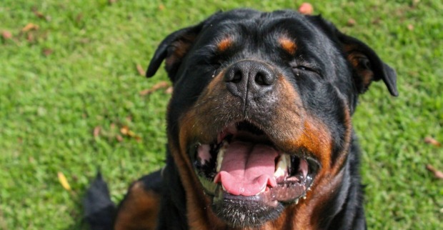 Rottweiler