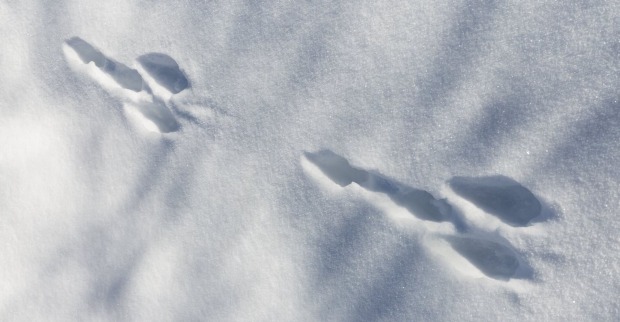 Spuren im Schnee, die aussehen wie ein Penis.