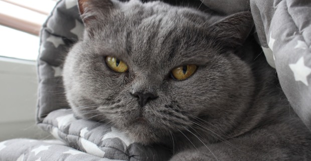 Katze versteckt sich in Kuscheldecke | Credit: iStock.com/Hanna Shapialevich