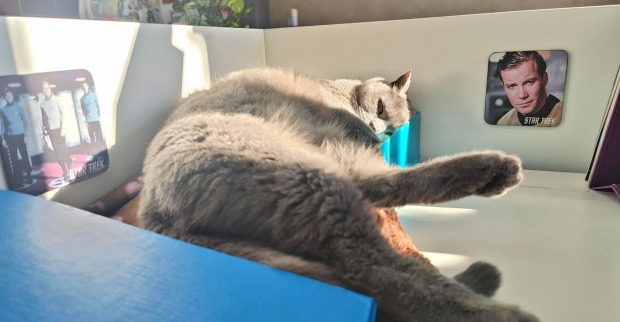 Katze Corona liegt am Schreibtisch | Credit: Lilli Platzer