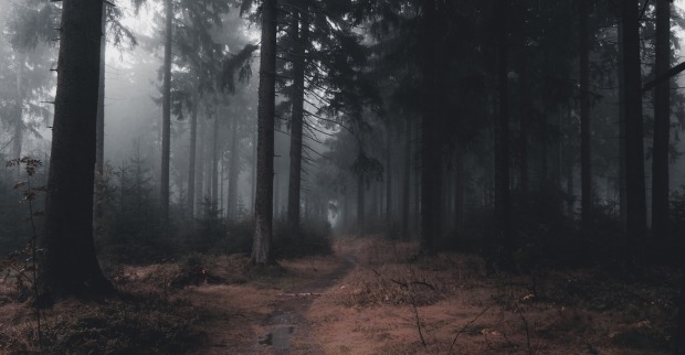 Ein weg führt in einen düsteren Wald.