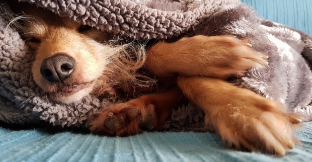 Ein Hund liegt unter einer Decke auf einem Sofa.