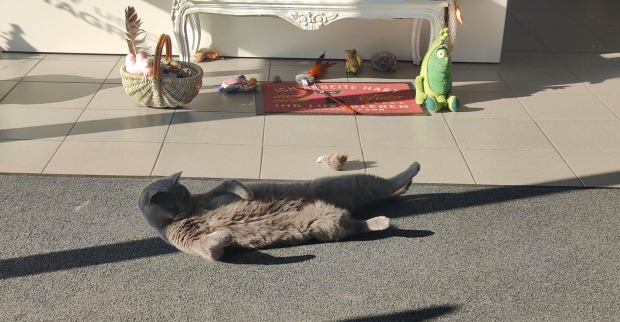 Katze Corona liegt am Rücken | Credit: Lilli Platzer