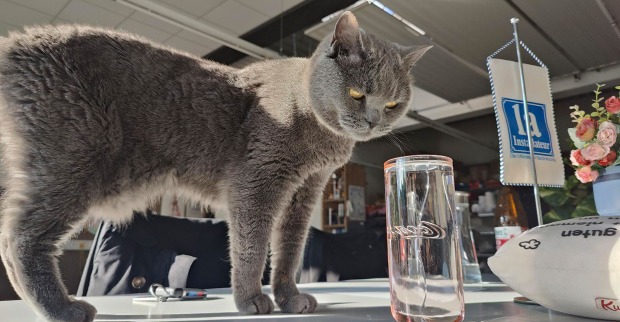 Corona beäugt ein Wasserglas | Credit: Lilli Platzer