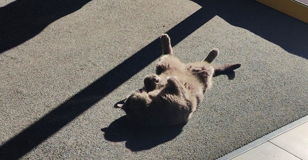 Corona liegt auf einem Teppich | Credit: Lilli Platzer
