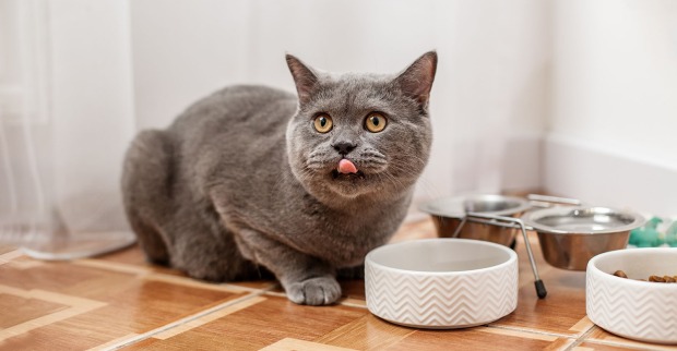 Katze sitzt vor Futternapf | Credit: iStock.com/Olha Romaniuk