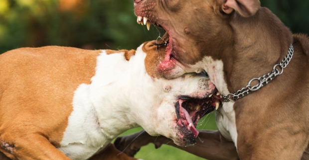 Zwei Pitbullterrier während eines Kampfes