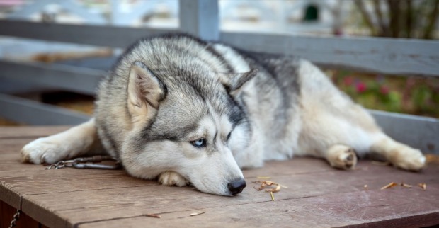 Husky