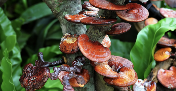 Dschungel, Baum mit Pilzen am Stamm