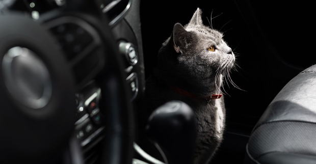 Katze sitzt im Auto | Credit: iStock.com/YakubovAlim