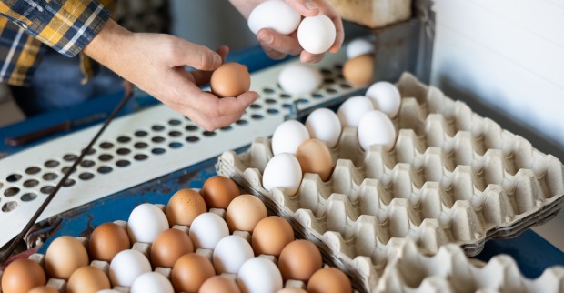 Eierproduktion in Österreich: Der Selbstversorgungsgrad liegt bei 90 Prozent, es werden deutlich mehr braune als weiße produziert.
