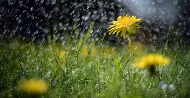 Nahaufnahme eines gelben Löwenzahns auf einer grünen Wiese im Regen. Regentropfen fallen dicht und glitzern im Licht, während der Hintergrund unscharf bleibt.