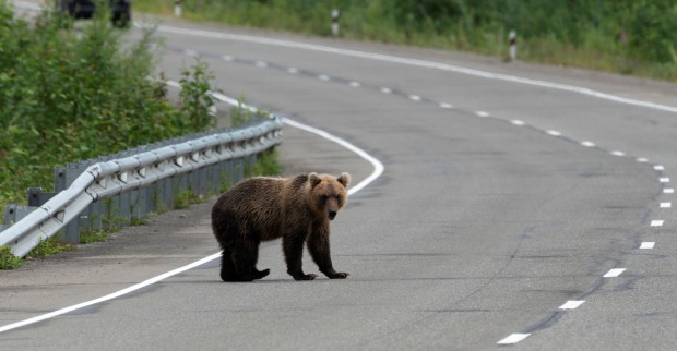 Bär auf der Fahrbahn in ländlichem Gebiet