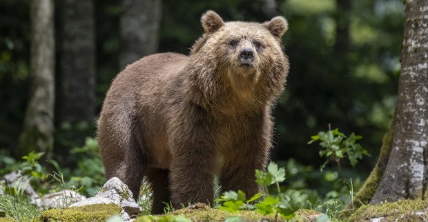 Ein Braunbär in Slowenien steht im Wald.