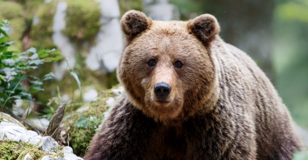 Braunbär im Wald
