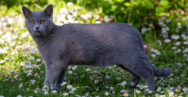 Katze im Garten