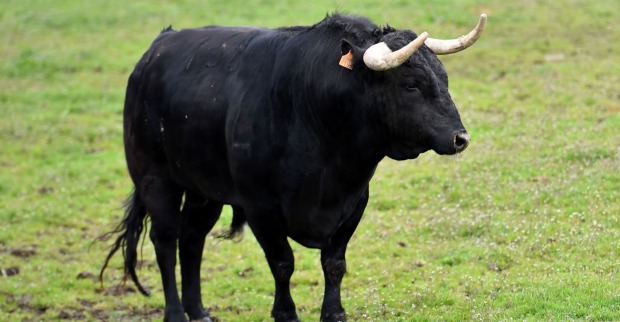 Schwarzer Stier mit Hörnern steht auf einer grünen Wiese und blickt nach rechts.