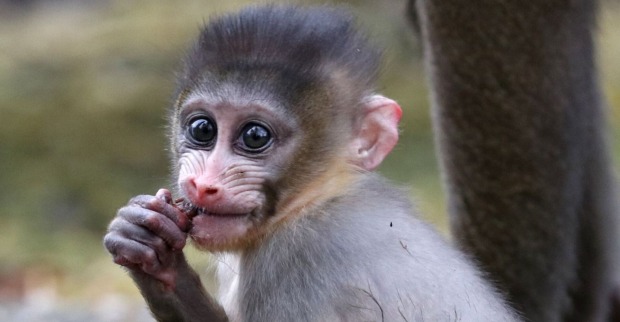Ein kleiner Affe