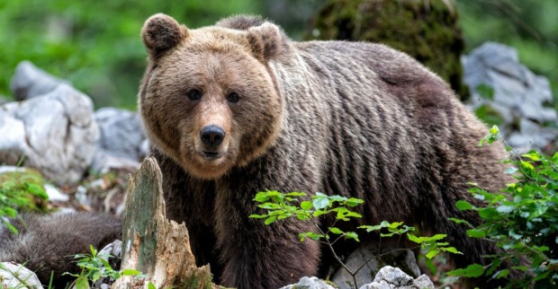 Braunbär im Wald neben Steinen und Pflanzen