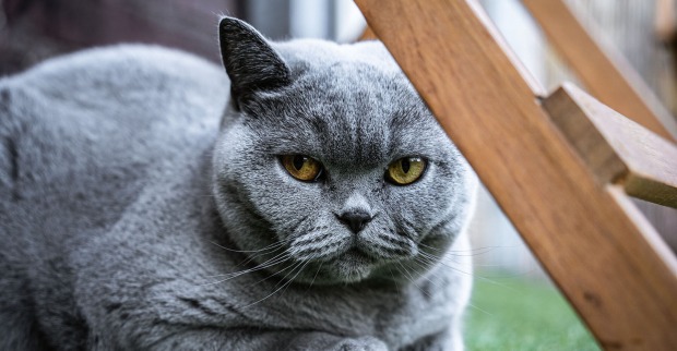 Katze sitzt unter einer Leiter | Credit: iStock.com/Jonas Wachholz