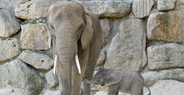 In Schönbrunn kam erstmals seit 20 Jahren ein Elefantenkalb auf natürlichem Weg zur Welt.