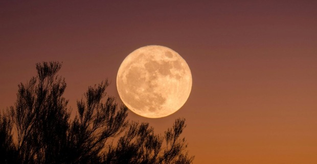 Großer, goldener Vollmond bei Sonnenuntergang über dunklen Baumwipfeln vor orangefarbenem Himmel.