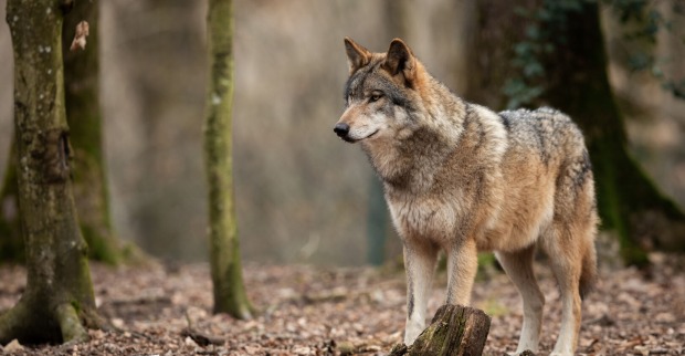 Nach mehreren Schafsrissen wurde bei Maria Alm ein Wolf im Pinzgau gezielt entnommen.