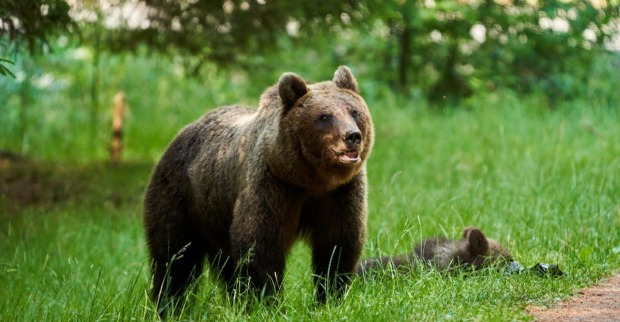 Braunbär im hohen Gras