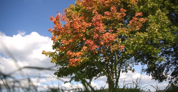 Herbstbeginn 2025: Baum mit grün-roten Blättern vor blauem Himmel mit Wolken.