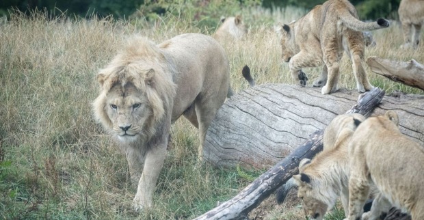 Mehrere Löwen, darunter ein ausgewachsener Männchen und Jungtiere, bewegen sich in einem grasbewachsenen Gehege mit Baumstämmen.