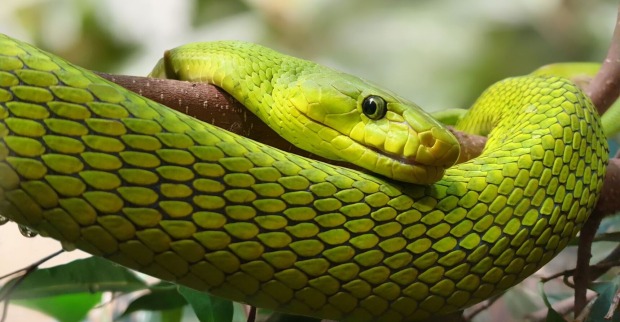 Grüne Mamba (Dendroaspis angusticeps) um einen Ast geschlängelt
