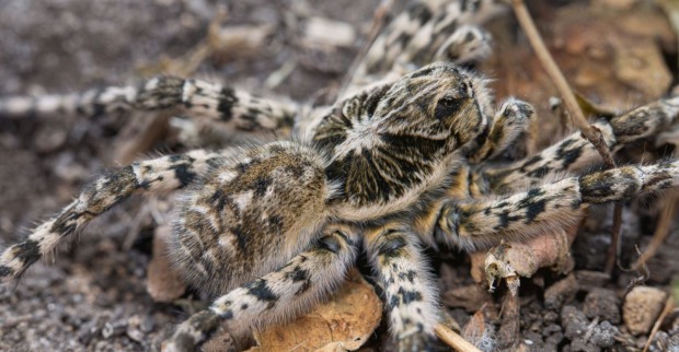 Nahaufnahme einer Südrussischen Tarantel (Lycosa singoriensis) in Österreich – größte heimische Spinne, für Menschen harmlos.