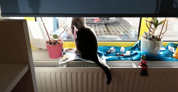 Corona sitzt am Fenster | Credit: Lilli Platzer